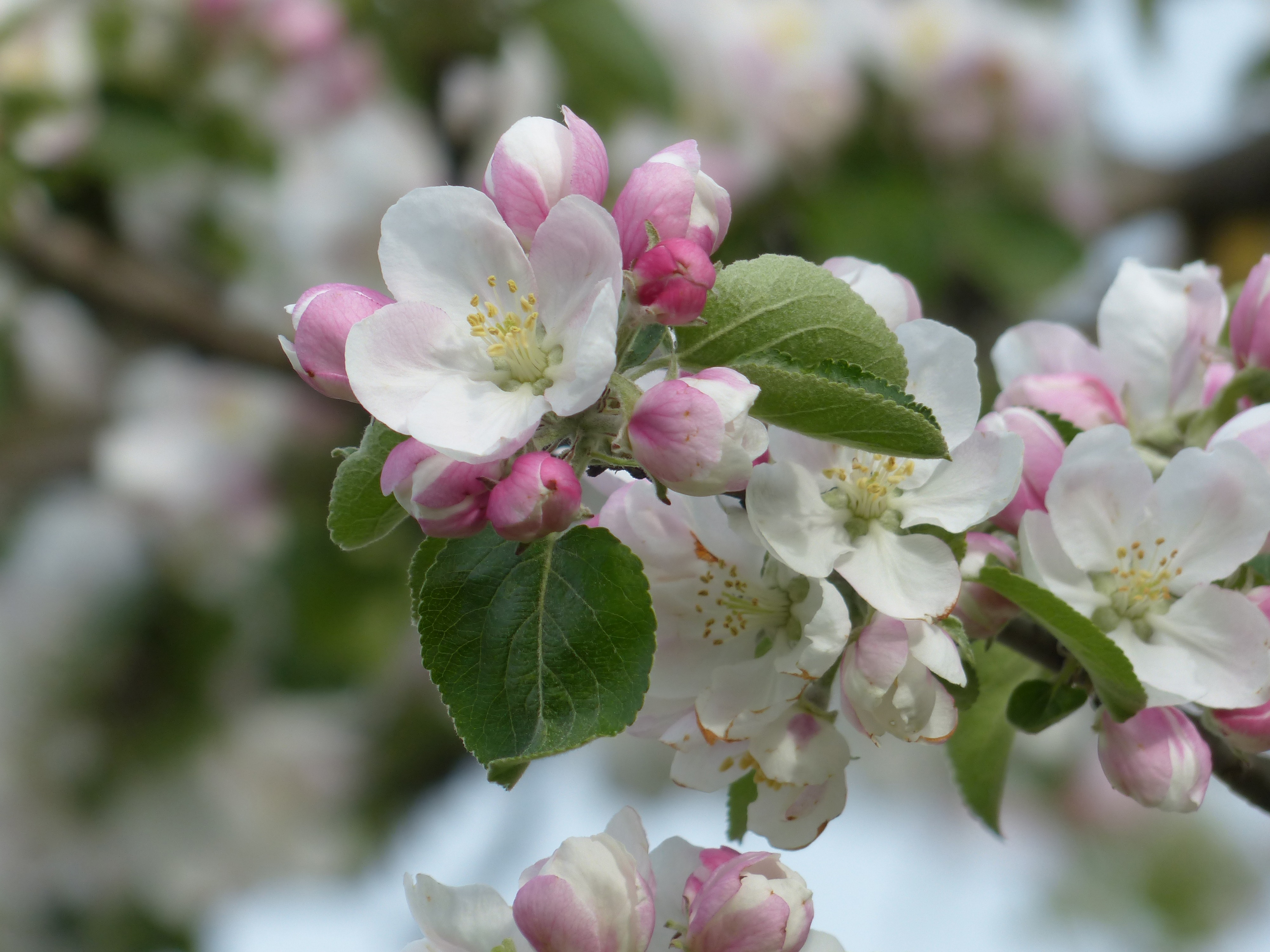 apple tree in flower