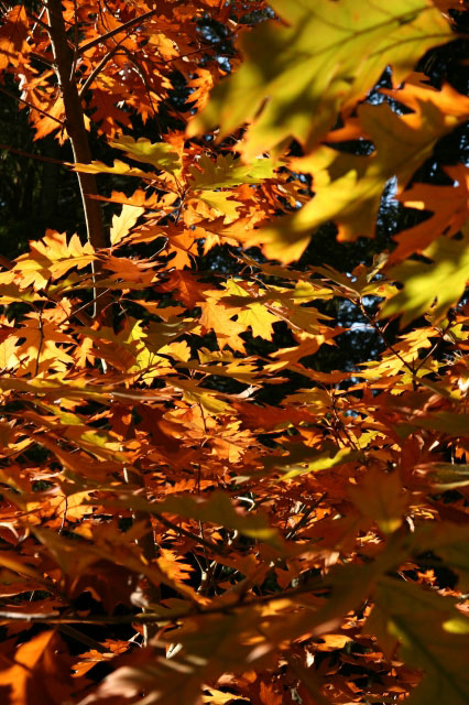 fall oak leaves