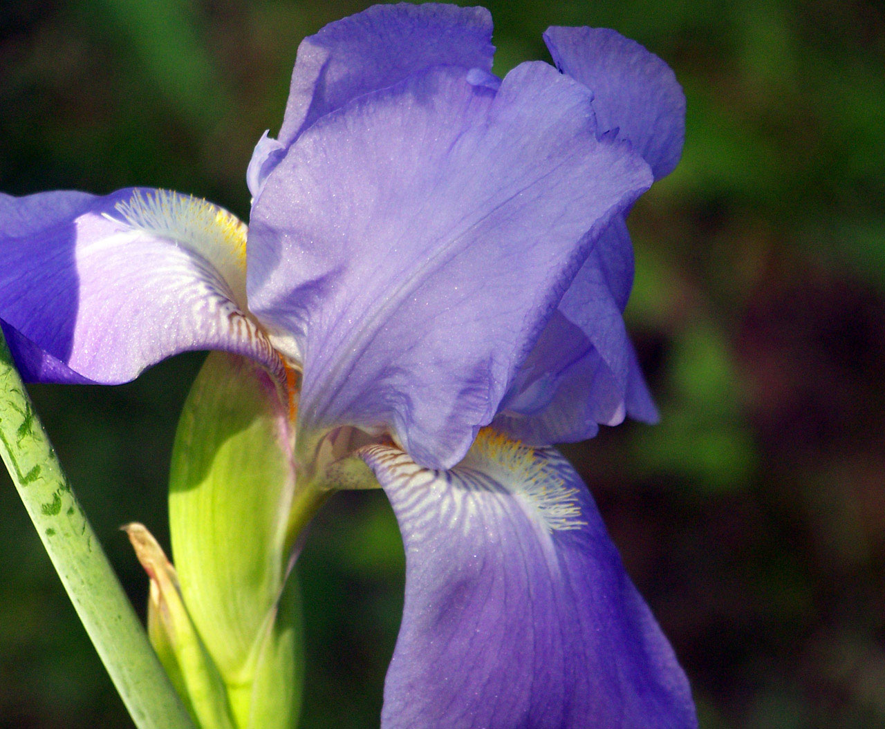 iris in spring
