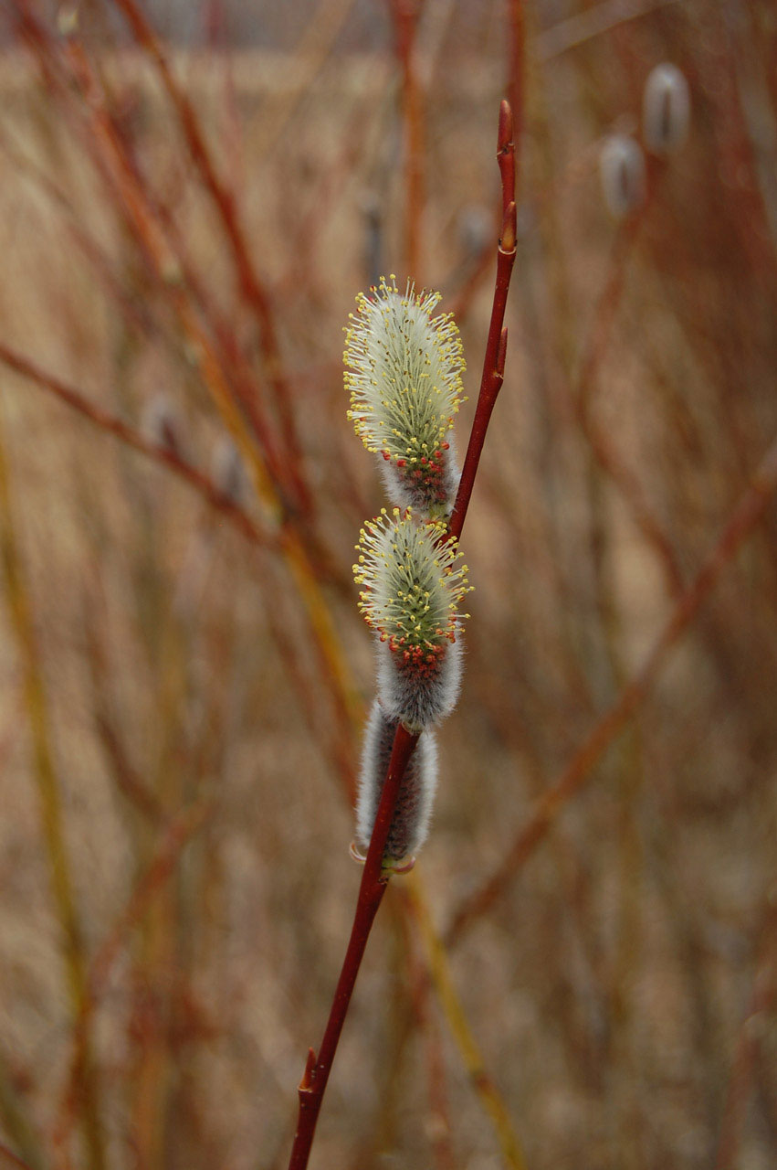 pussy willow in spring