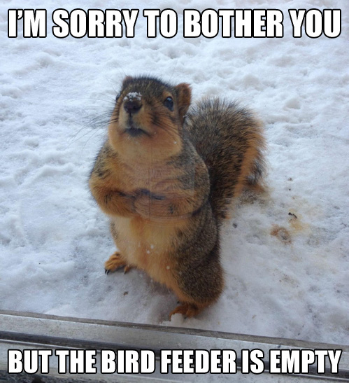 Begging Squirrel